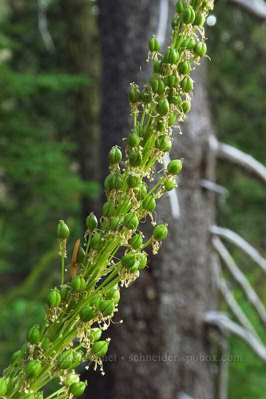 beargrass, going to seed (Xerophyllum tenax) [Whitewater Trail, Mt. Jefferson Wilderness, Marion County, Oregon]