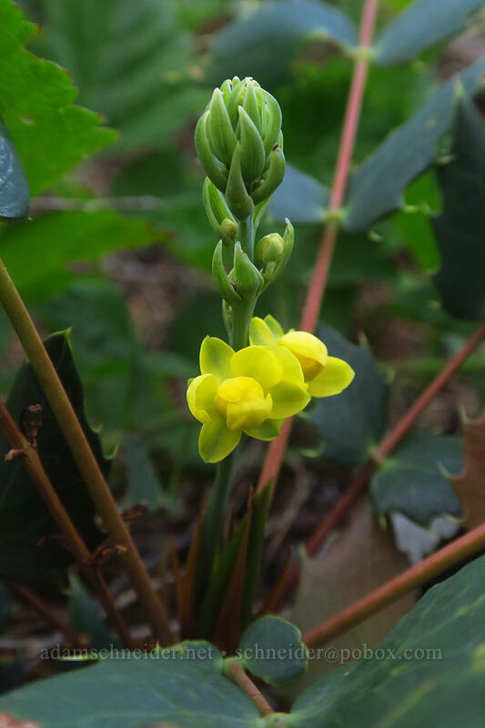 Cascade Oregon-grape flower (Mahonia nervosa (Berberis nervosa)) [Whitewater Trail, Mt. Jefferson Wilderness, Marion County, Oregon]