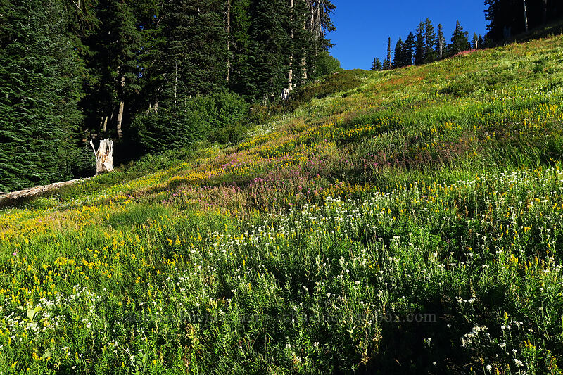 late summer wildflowers (Solidago elongata, Anaphalis margaritacea, Chamerion angustifolium (Chamaenerion angustifolium) (Epilobium angustifolium)) [Mt. Hood Meadows, Mt. Hood National Forest, Hood River County, Oregon]