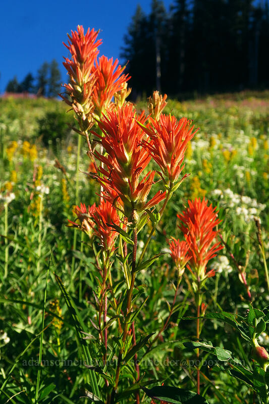 scarlet paintbrush (Castilleja miniata) [Mt. Hood Meadows, Mt. Hood National Forest, Hood River County, Oregon]