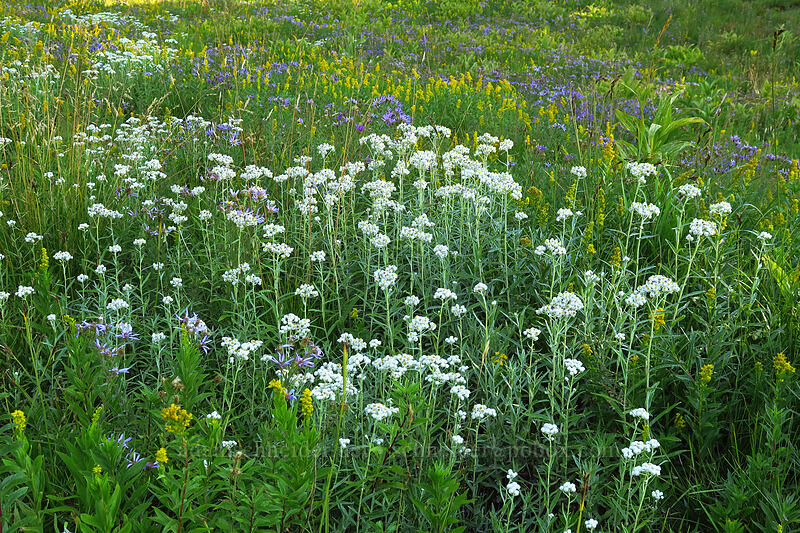 late summer wildflowers (Anaphalis margaritacea, Solidago elongata, Eucephalus ledophyllus (Aster ledophyllus)) [Mt. Hood Meadows, Mt. Hood National Forest, Hood River County, Oregon]