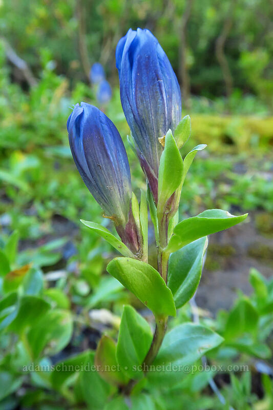 explorer's gentian (Gentiana calycosa) [Heather Canyon, Mt. Hood National Forest, Hood River County, Oregon]
