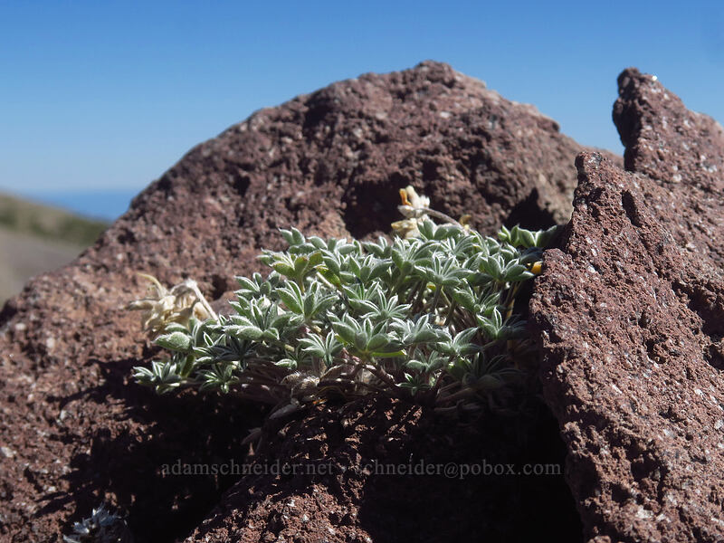 dwarf lupine (Lupinus lepidus var. lobbii) [Newton Clark Ridge, Mt. Hood Wilderness, Hood River County, Oregon]