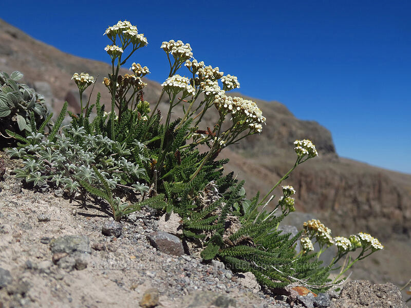yarrow (Achillea millefolium) [Newton Clark Ridge, Mt. Hood Wilderness, Hood River County, Oregon]