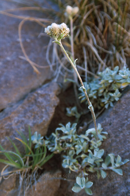 alpine pussy-toes (Antennaria media) [Newton Clark Ridge, Mt. Hood Wilderness, Hood River County, Oregon]