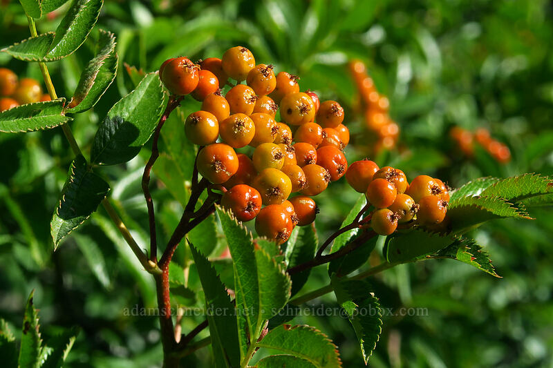 Cascade mountain-ash berries (Sorbus scopulina) [Timberline Trail, Mt. Hood National Forest, Hood River County, Oregon]