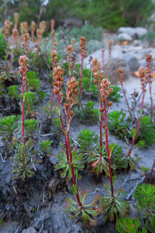 partridgefoot, gone to seed (Luetkea pectinata) [Heather Canyon, Mt. Hood National Forest, Hood River County, Oregon]