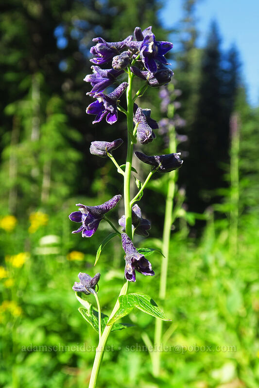 western larkspur (Delphinium glaucum) [Spray Park Trail, Mount Rainier National Park, Pierce County, Washington]