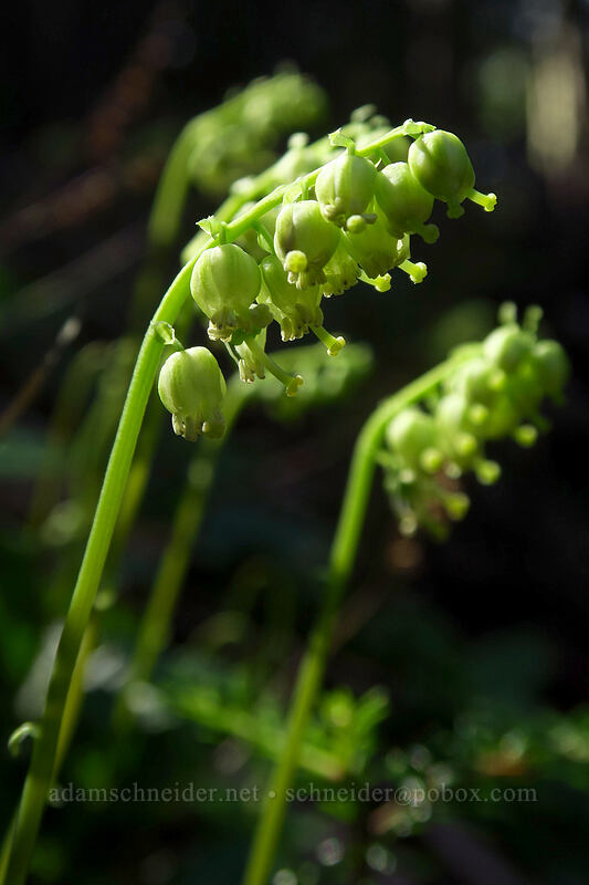 one-sided wintergreen (Orthilia secunda (Pyrola secunda)) [Spray Park Trail, Mount Rainier National Park, Pierce County, Washington]