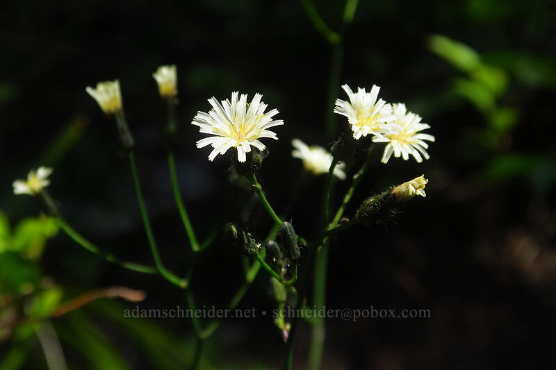 white hawkweed (Hieracium albiflorum) [Spray Park Trail, Mount Rainier National Park, Pierce County, Washington]