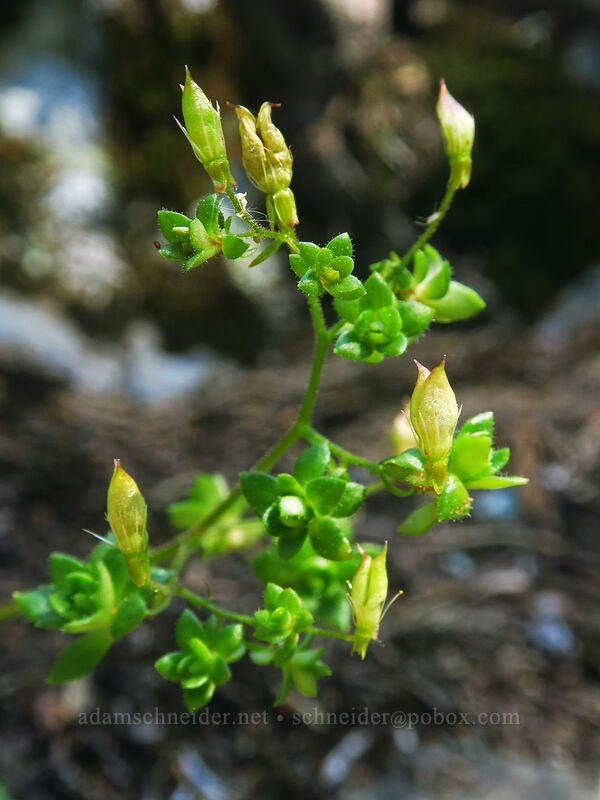 rusty saxifrage, going to seed (Micranthes ferruginea (Saxifraga ferruginea)) [Spray Park Trail, Mount Rainier National Park, Pierce County, Washington]