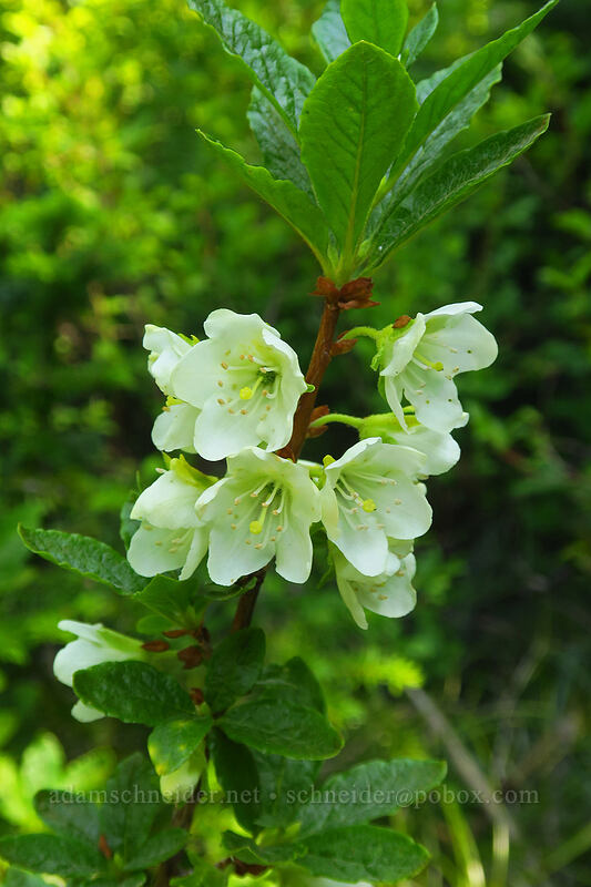 white rhododendron (Rhododendron albiflorum) [Spray Park Trail, Mount Rainier National Park, Pierce County, Washington]