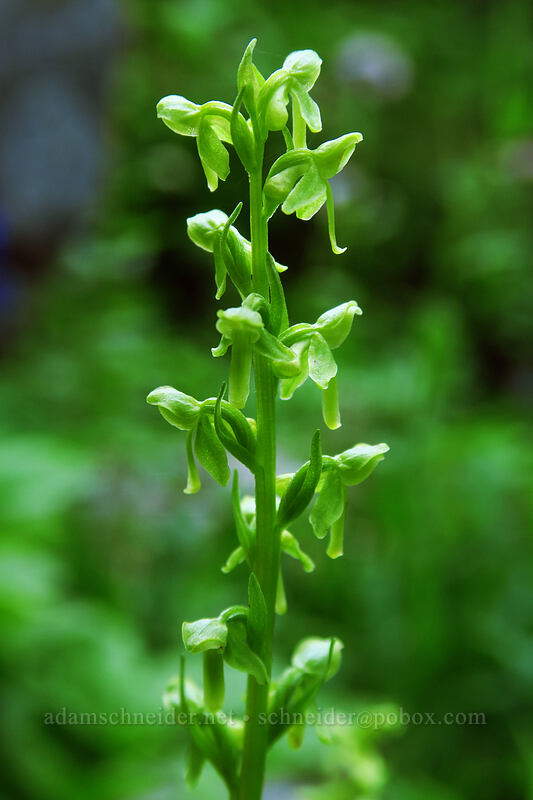 slender bog orchid (Platanthera stricta (Piperia stricta)) [Spray Park Trail, Mount Rainier National Park, Pierce County, Washington]