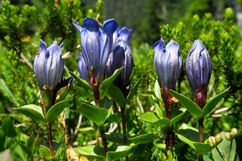 explorer's gentian (Gentiana calycosa) [Spray Park, Mount Rainier National Park, Pierce County, Washington]