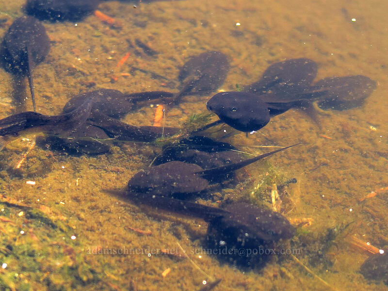 Cascades frog tadpoles (Rana cascadae) [Spray Park, Mount Rainier National Park, Pierce County, Washington]