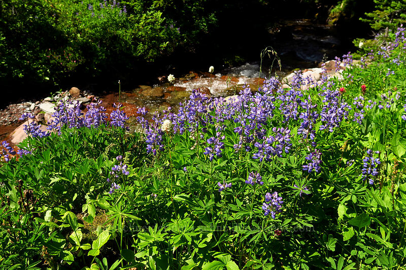 wildflowers [Spray Park, Mount Rainier National Park, Pierce County, Washington]