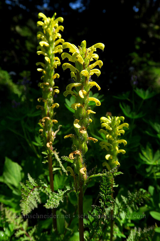 Mt. Rainier lousewort (Pedicularis rainierensis) [Spray Park, Mount Rainier National Park, Pierce County, Washington]