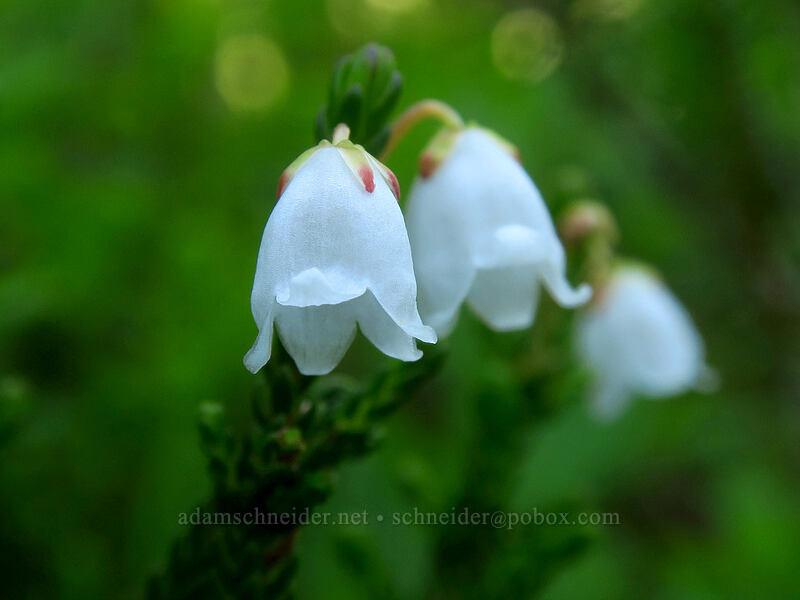 white mountain heather (Cassiope mertensiana) [Spray Park Trail, Mount Rainier National Park, Pierce County, Washington]