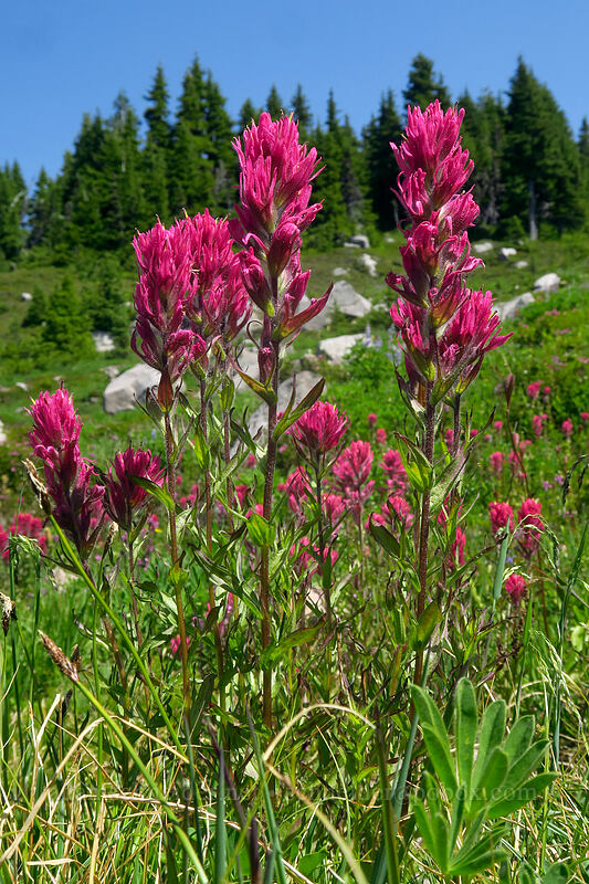 magenta paintbrush (Castilleja parviflora var. oreopola) [Spray Park Trail, Mount Rainier National Park, Pierce County, Washington]