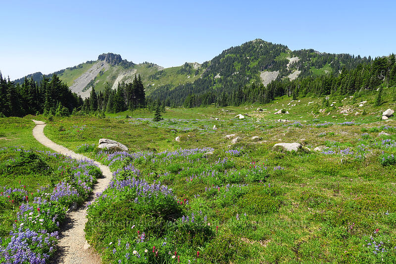 Hessong Rock, Mt. Pleasant, & wildflowers [Spray Park Trail, Mount Rainier National Park, Pierce County, Washington]