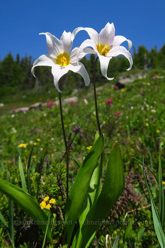 avalanche lilies (Erythronium montanum) [Spray Park Trail, Mount Rainier National Park, Pierce County, Washington]