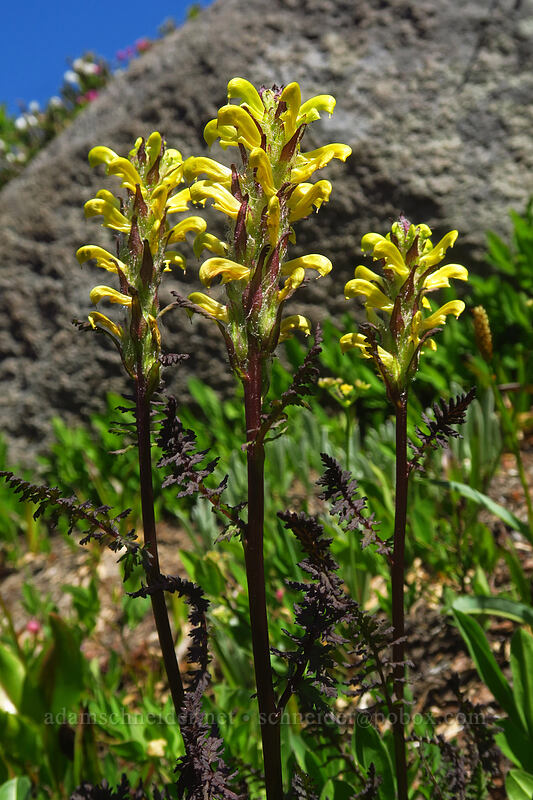 Mt. Rainier lousewort (Pedicularis rainierensis) [Spray Park Trail, Mount Rainier National Park, Pierce County, Washington]