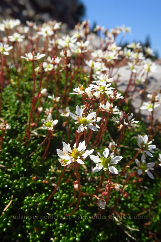 Tolmie's saxifrage (Micranthes tolmiei (Saxifraga tolmiei)) [Knapsack Pass Trail, Mount Rainier National Park, Pierce County, Washington]