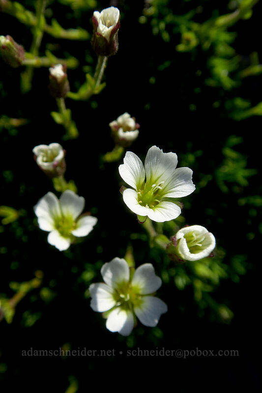 alpine sandwort (Minuartia obtusiloba (Cherleria obtusiloba) (Arenaria obtusiloba)) [Mt. Pleasant, Mount Rainier National Park, Pierce County, Washington]