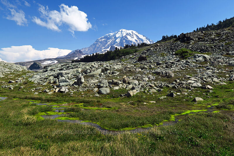 Mount Rainier & fell fields [Knapsack Pass Trail, Mount Rainier National Park, Pierce County, Washington]