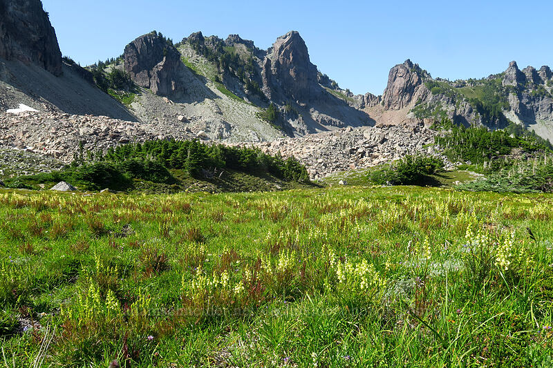 coiled-beak lousewort & Mother Mountain (Pedicularis contorta) [Knapsack Pass Trail, Mount Rainier National Park, Pierce County, Washington]