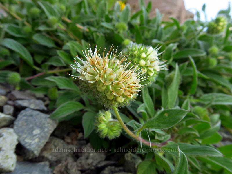 narrow-sepal phacelia (Phacelia leptosepala) [Knapsack Pass, Mount Rainier National Park, Pierce County, Washington]