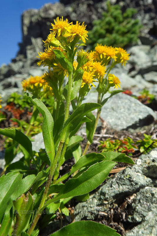 northern goldenrod (Solidago multiradiata) [Knapsack Pass, Mount Rainier National Park, Pierce County, Washington]