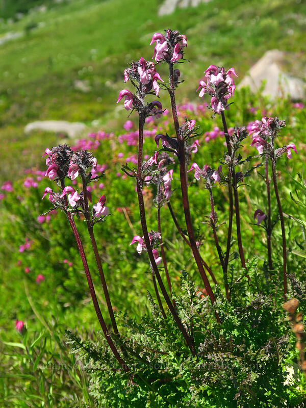 bird's-beak lousewort (Pedicularis ornithorhynchos (Pedicularis ornithorhyncha)) [Knapsack Pass Trail, Mount Rainier National Park, Pierce County, Washington]