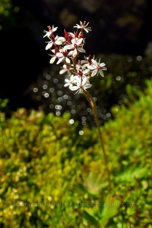 heart-leaf saxifrage (Micranthes nelsoniana (Saxifraga nelsoniana)) [Knapsack Pass Trail, Mount Rainier National Park, Pierce County, Washington]