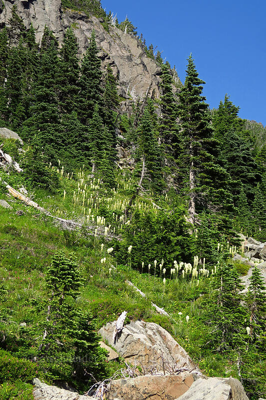 beargrass (Xerophyllum tenax) [Knapsack Pass Trail, Mount Rainier National Park, Pierce County, Washington]