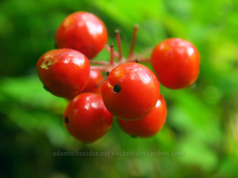baneberries (Actaea rubra) [Saddle Mountain Trail, Saddle Mountain Natural Area, Clatsop County, Oregon]