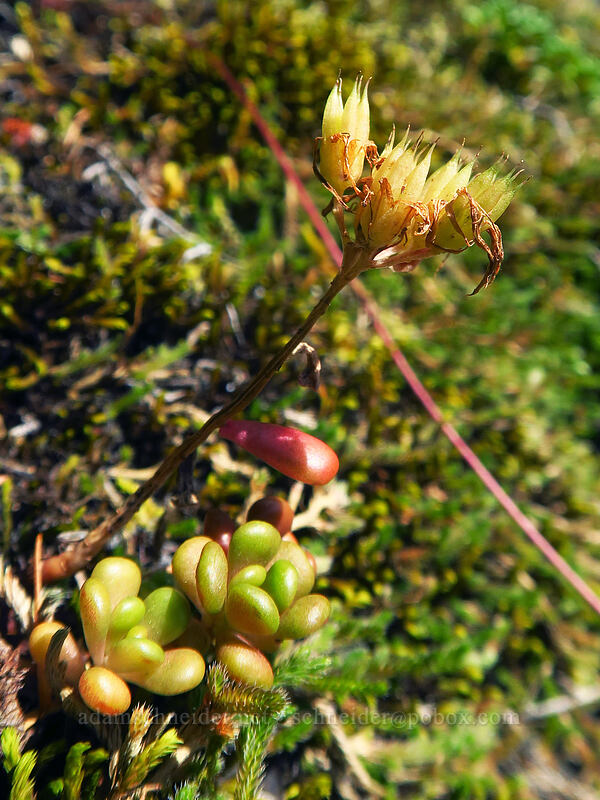 Oregon stonecrop, going to seed (Sedum oreganum) [Saddle Mountain Trail, Saddle Mountain Natural Area, Clatsop County, Oregon]