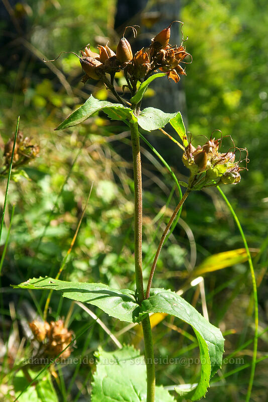 Cascade penstemon seed-pods (Penstemon serrulatus) [Saddle Mountain Trail, Saddle Mountain Natural Area, Clatsop County, Oregon]