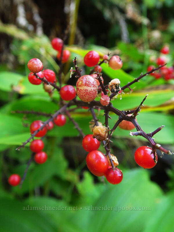 feathery false-solomon's-seal berries (Maianthemum racemosum ssp. amplexicaule (Smilacina racemosa)) [Saddle Mountain Trail, Saddle Mountain Natural Area, Clatsop County, Oregon]