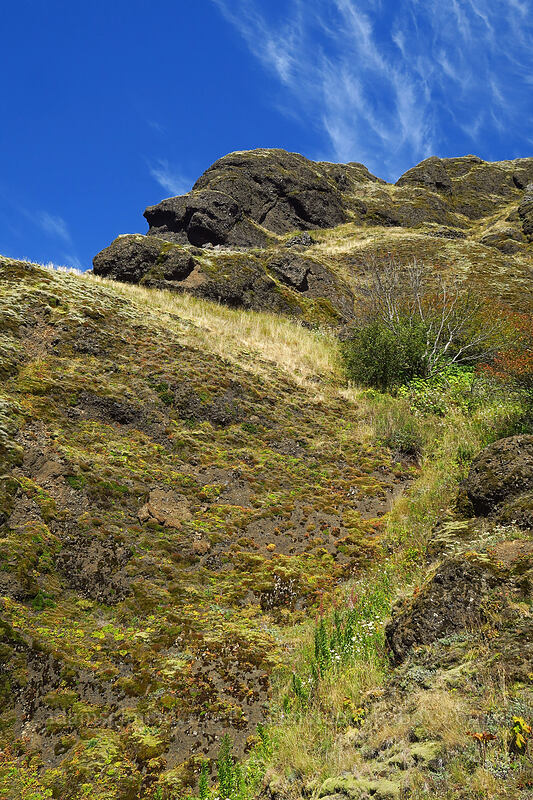 basalt cliffs [Saddle Mountain Trail, Saddle Mountain Natural Area, Clatsop County, Oregon]