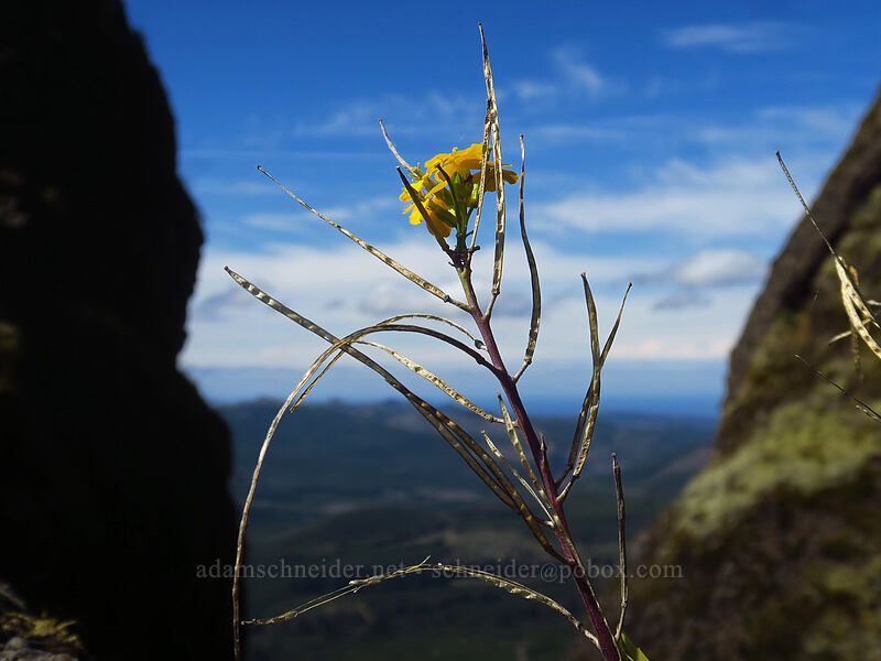 wallflower (Erysimum capitatum) [Saddle Mountain Trail, Saddle Mountain Natural Area, Clatsop County, Oregon]