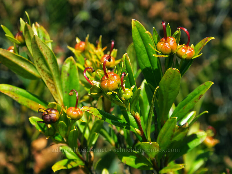 copperbush, going to seed (Elliottia pyroliflora (Cladothamnus pyroliflorus)) [Saddle Mountain Trail, Saddle Mountain Natural Area, Clatsop County, Oregon]