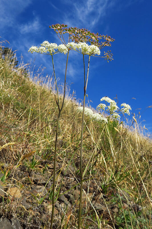 Gairdner's yampah (Perideridia gairdneri) [Saddle Mountain Trail, Saddle Mountain Natural Area, Clatsop County, Oregon]