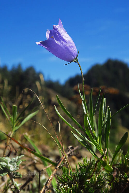 harebell (Campanula rotundifolia) [Saddle Mountain Trail, Saddle Mountain Natural Area, Clatsop County, Oregon]