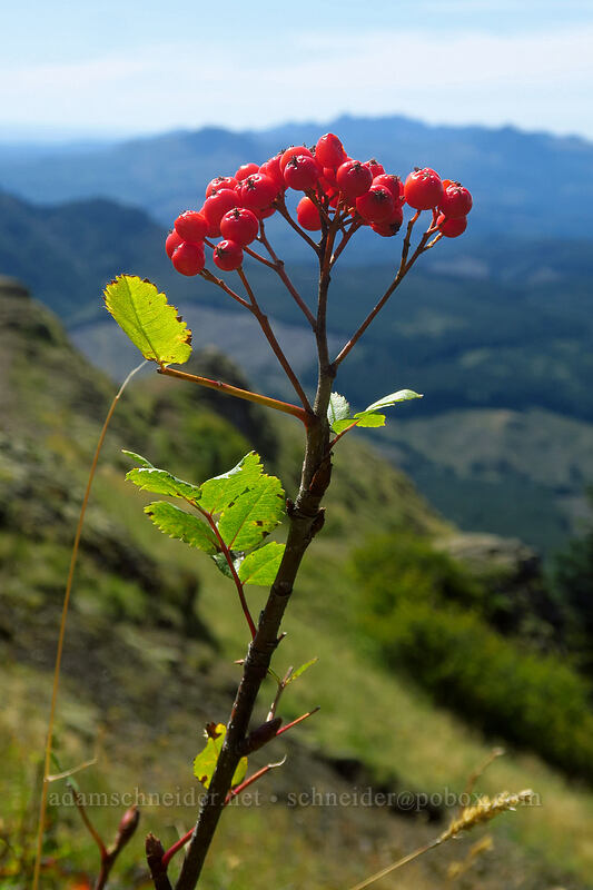 Cascade mountain-ash berries (Sorbus scopulina) [Saddle Mountain Trail, Saddle Mountain Natural Area, Clatsop County, Oregon]