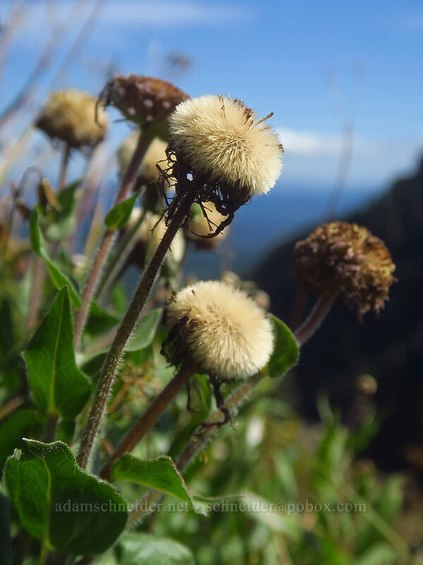 fleabane seed heads (Erigeron sp.) [Saddle Mountain Trail, Saddle Mountain Natural Area, Clatsop County, Oregon]