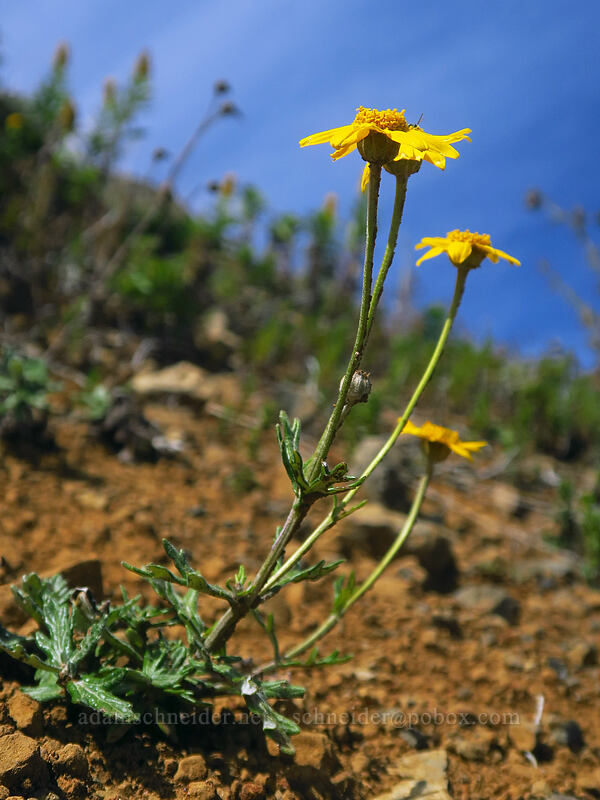 Oregon sunshine (Eriophyllum lanatum) [Saddle Mountain Trail, Saddle Mountain Natural Area, Clatsop County, Oregon]