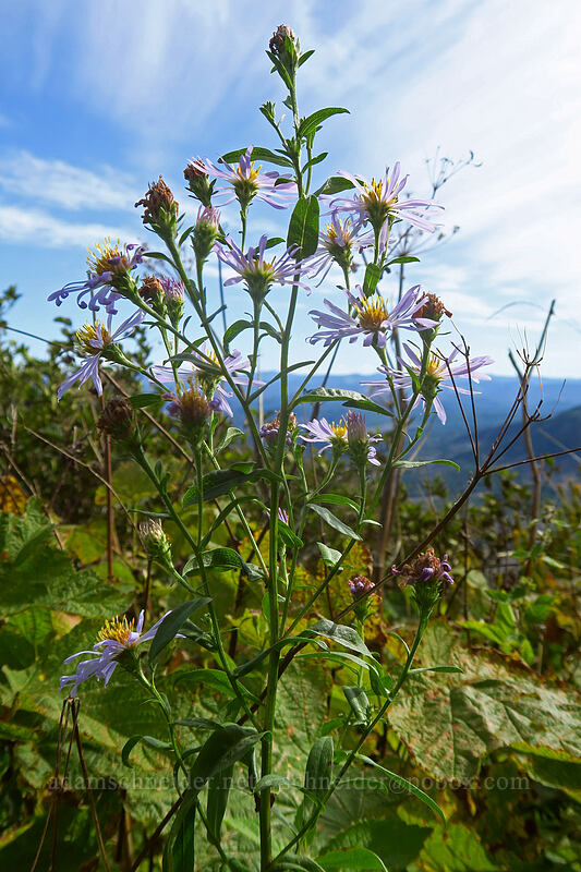 Douglas' aster (Symphyotrichum subspicatum (Aster subspicatus)) [Saddle Mountain Trail, Saddle Mountain Natural Area, Clatsop County, Oregon]