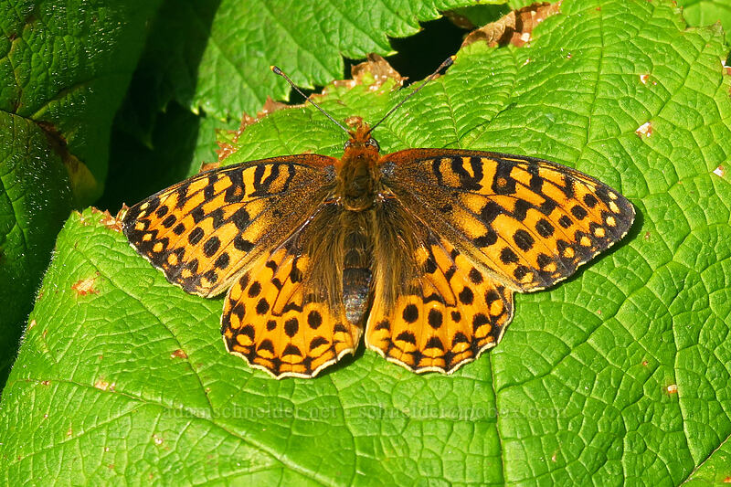 fritillary butterfly (Speyeria sp.) [Saddle Mountain Trail, Saddle Mountain Natural Area, Clatsop County, Oregon]