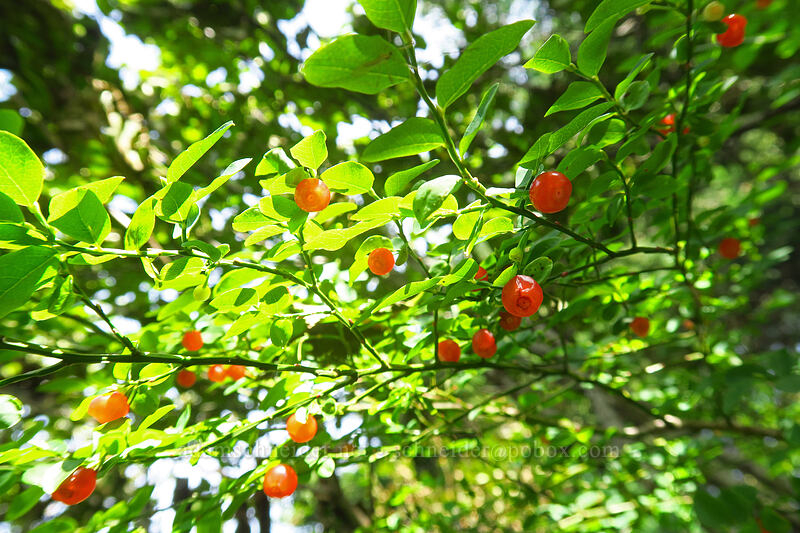 red huckleberries (Vaccinium parvifolium) [Saddle Mountain Trail, Saddle Mountain Natural Area, Clatsop County, Oregon]